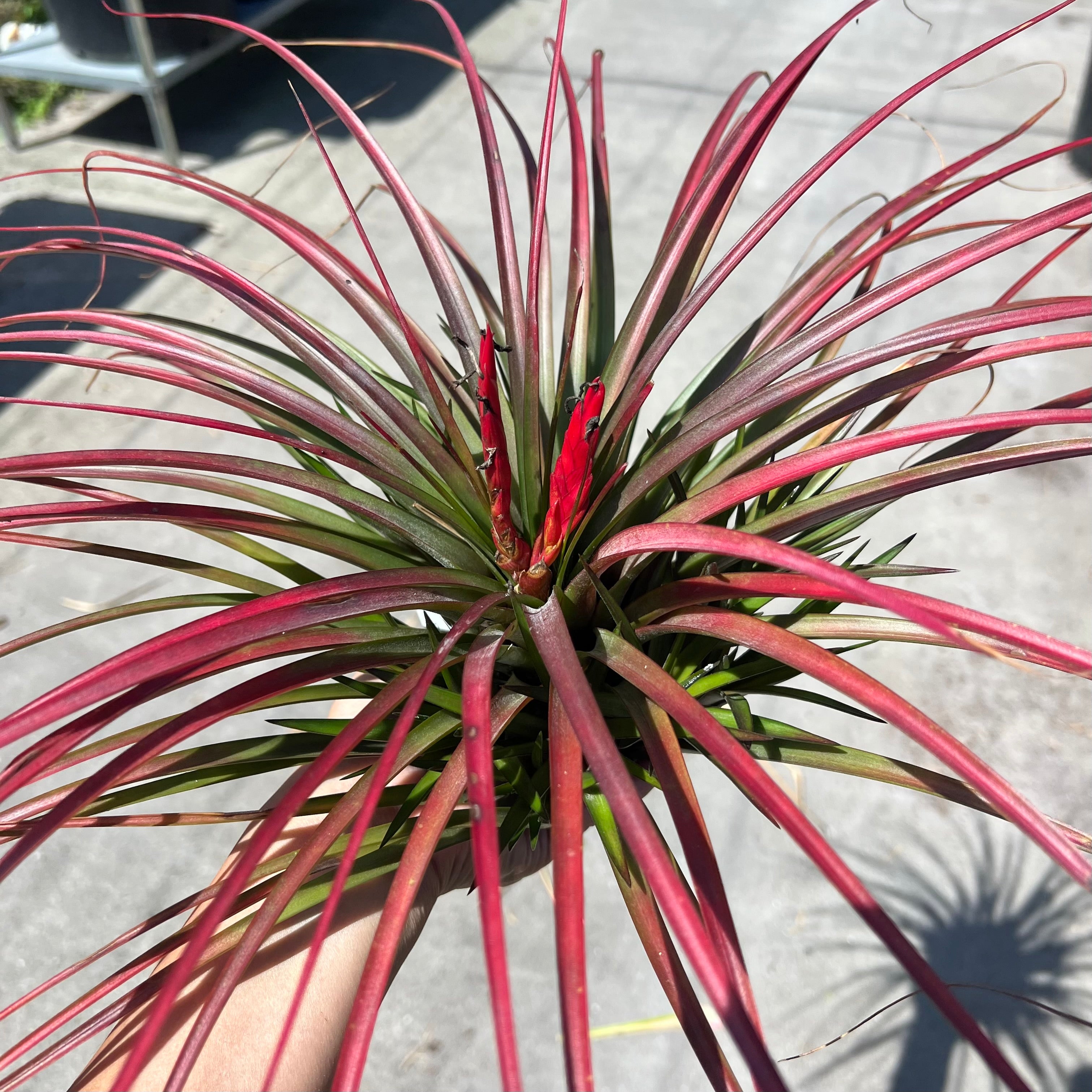 AIR PLANTS (TILLANDSIAS) – Tropiflora AIR PLANTS (TILLANDSIAS) – Tropiflora
