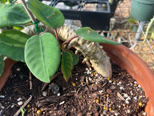 Euphorbia denisiana var. maromokotrensis
