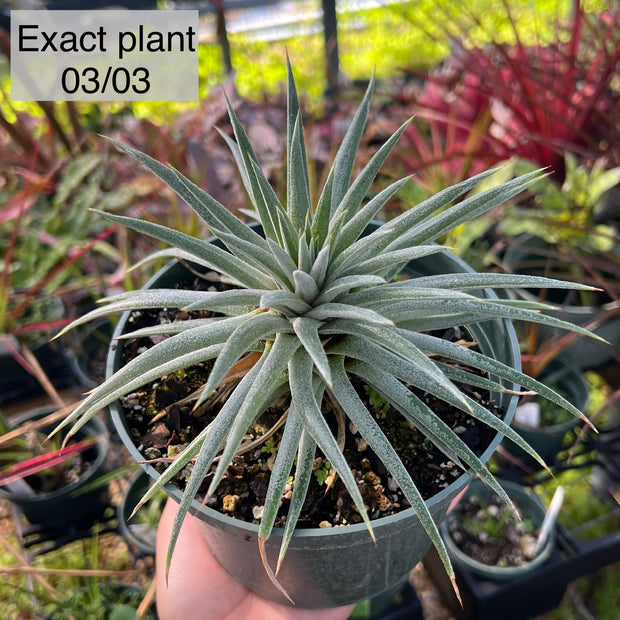 Dyckia hebdingii 'Spineless'