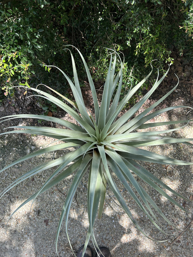 Tillandsia roseoscapa