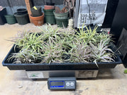 Tillandsias (Air Plants) by the Pound - Different Varieties Available!