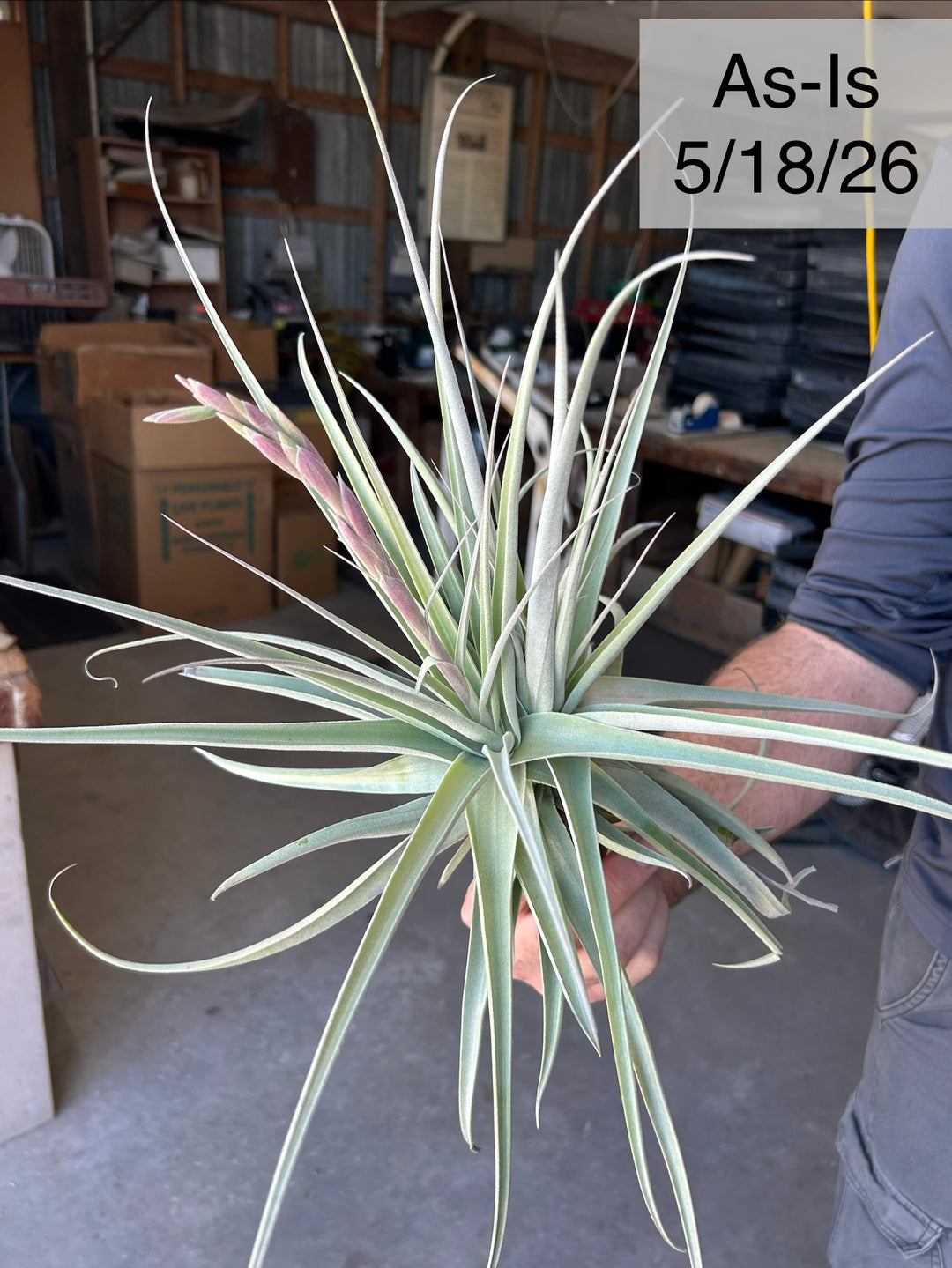 Tillandsia 'June T' – Tropiflora