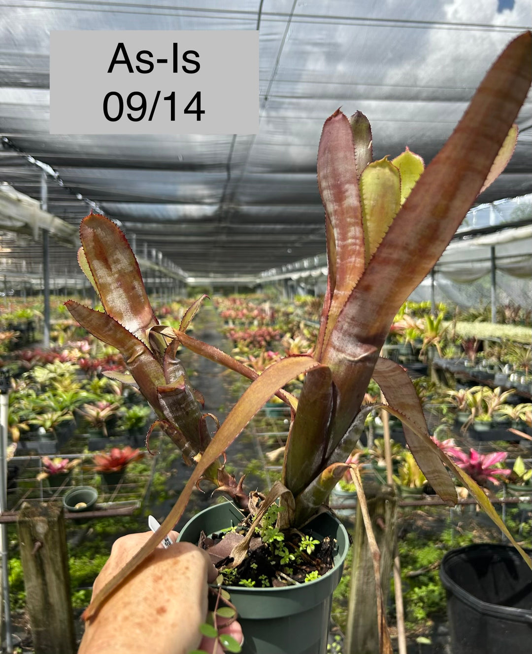 Billbergia 'Black Pearl' – Tropiflora