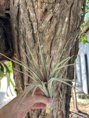 Tillandsia ionantha 'Snake'