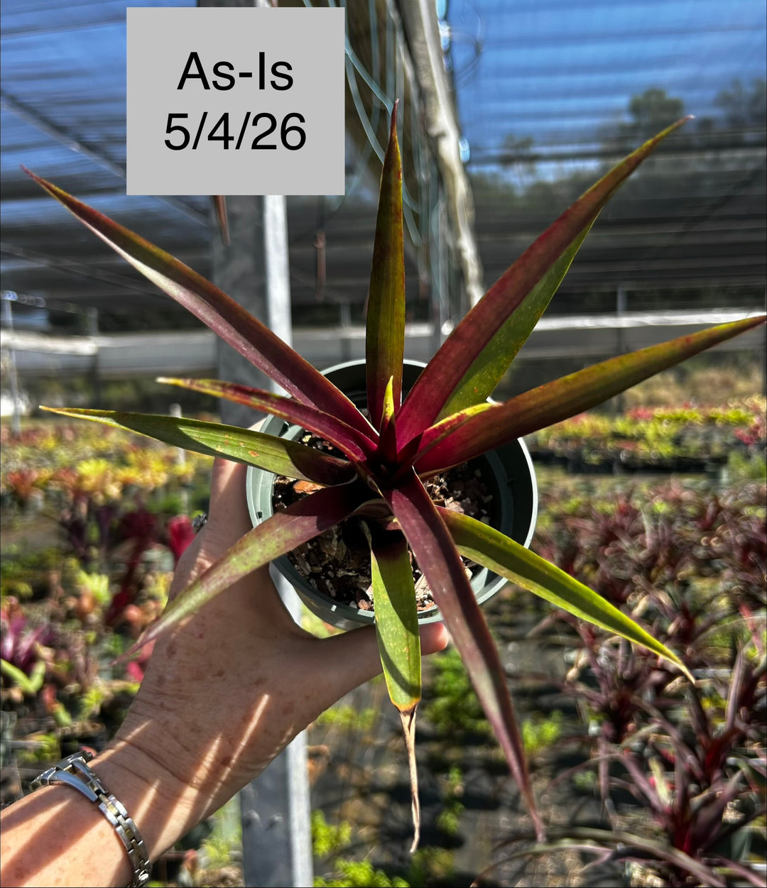 Vriesea lubbersii 'Red Form' – Tropiflora