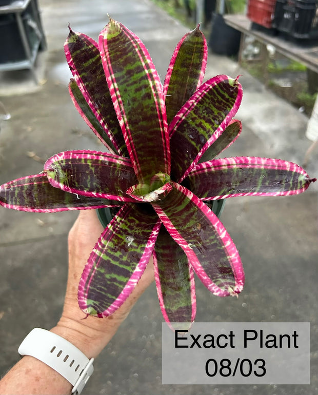Neoregelia 'Lucifer' – Tropiflora Neoregelia 'Lucifer' – Tropiflora