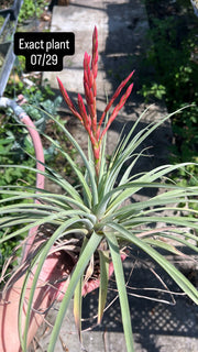 Tillandsia flagellata