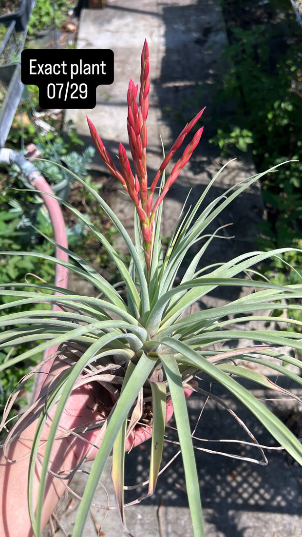 Tillandsia flagellata