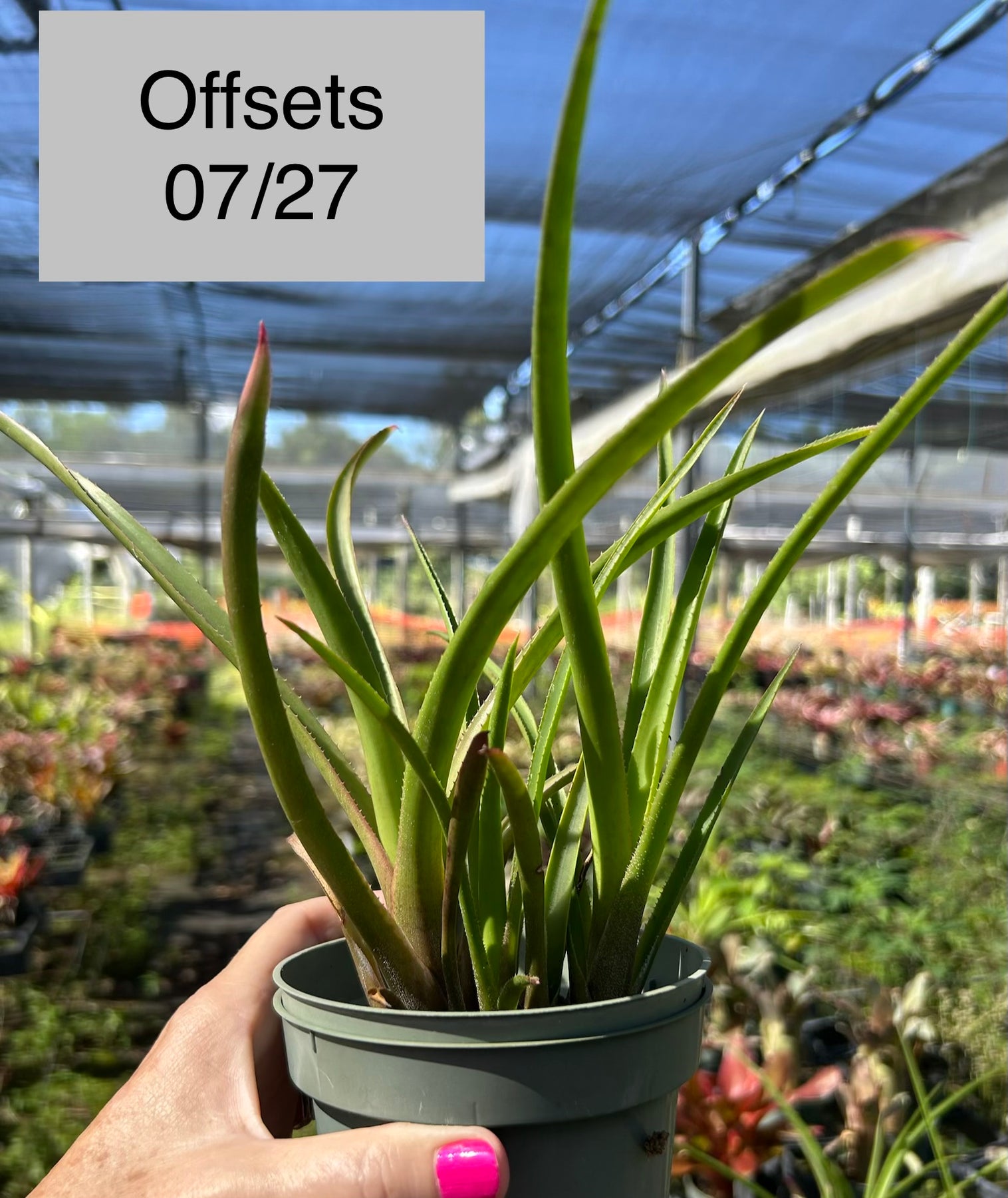 Neoregelia bahiana (Leme #2209) – Tropiflora