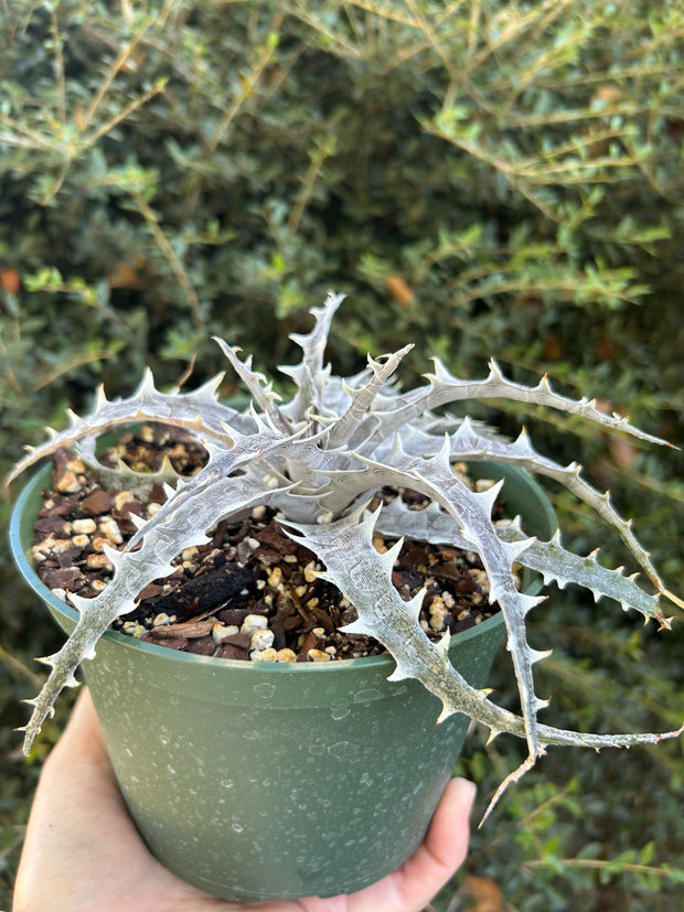 Dyckia 'Handle With Care'
