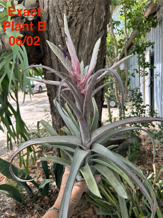 Tillandsia 'Bea Correale'