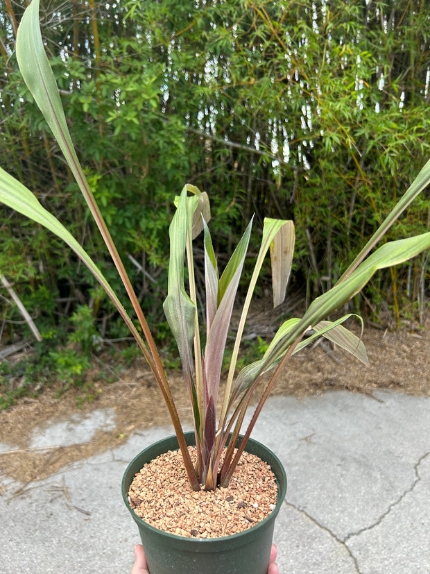 Pitcairnia 'Hattie'