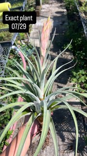 Tillandsia x correalei