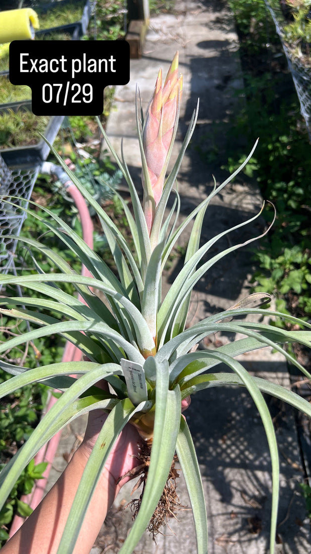 Tillandsia x correalei