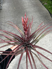 Tillandsia 'Domingo'