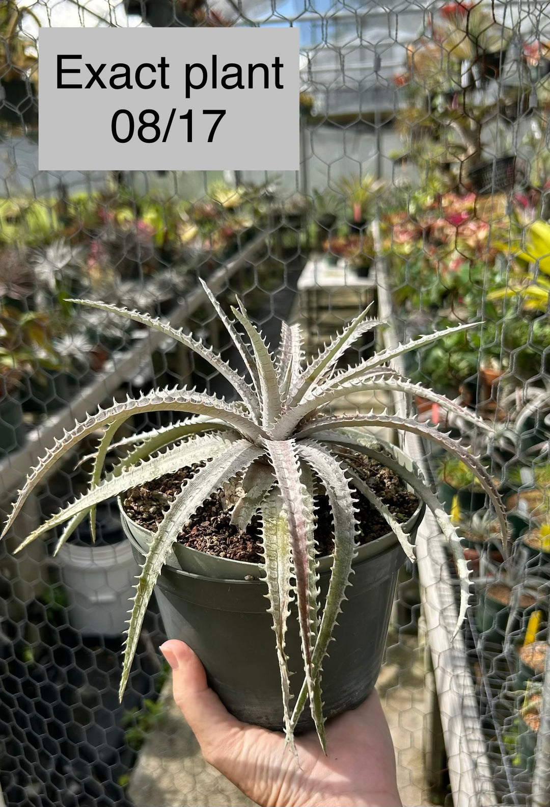 Dyckia 'Bone' x (goehringii x Gray Ops) – Tropiflora