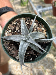 Dyckia marnierlapostollei v. estevesii