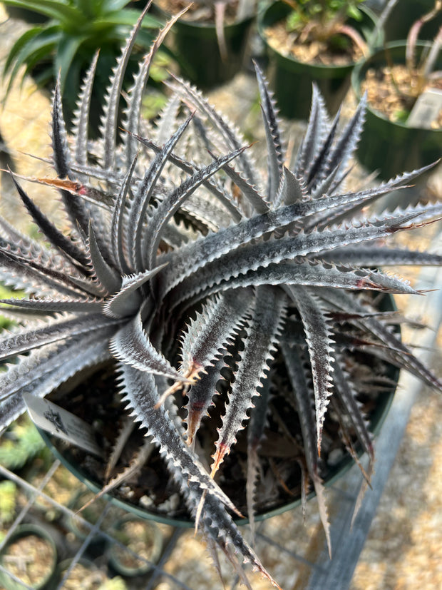 Dyckia 'Sawfish'
