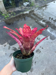 Neoregelia 'Marzipan'