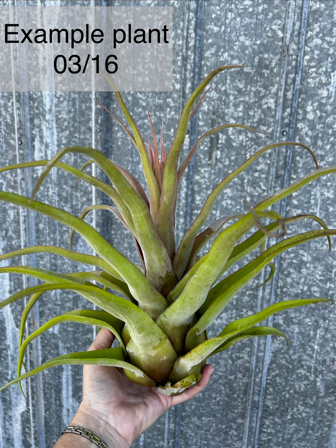 Tillandsia 'Red Robin' – Tropiflora