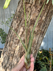 Tillandsia 'Durrell'