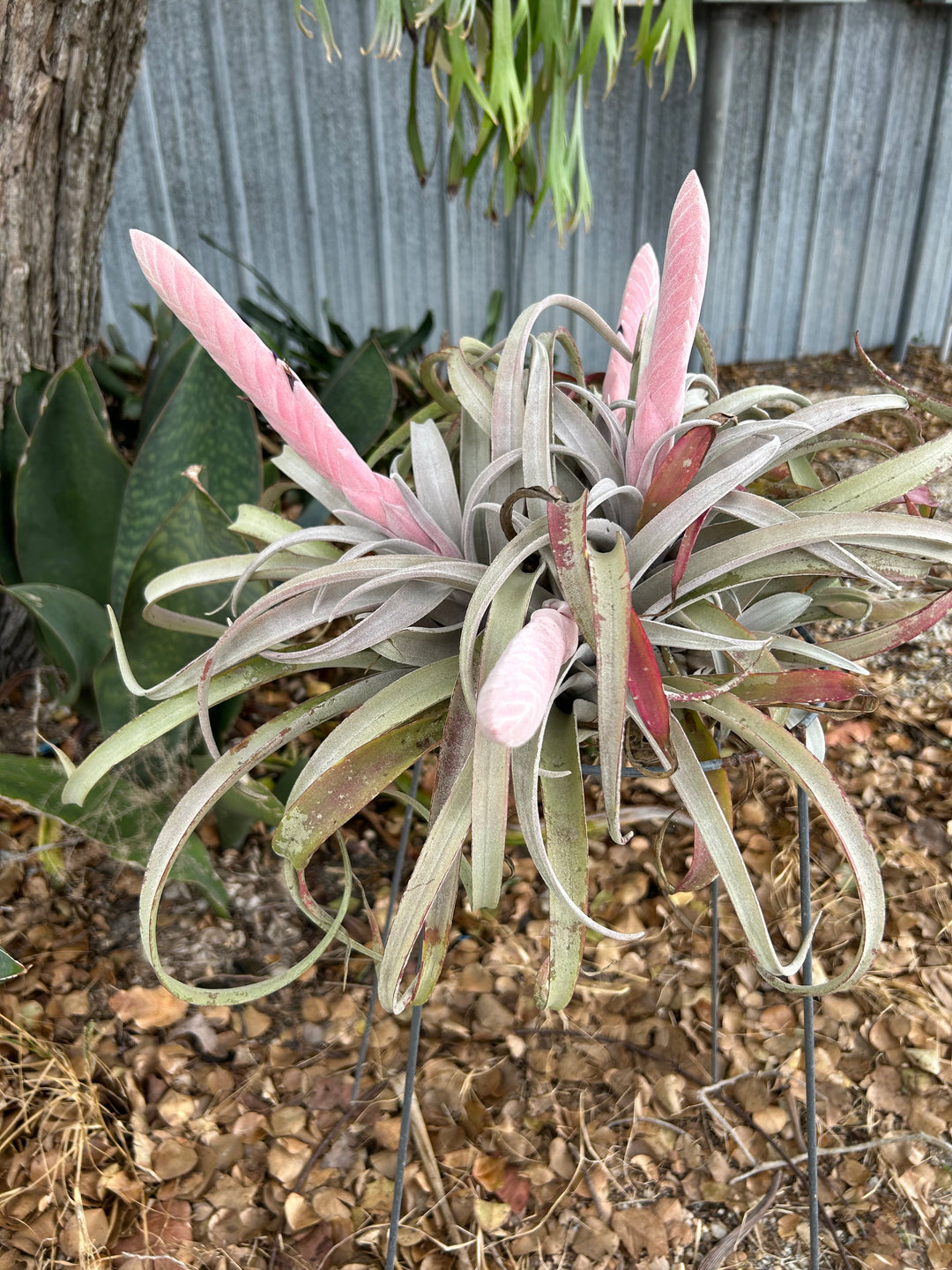 Tillandsia chiapensis 'Giant' – Tropiflora