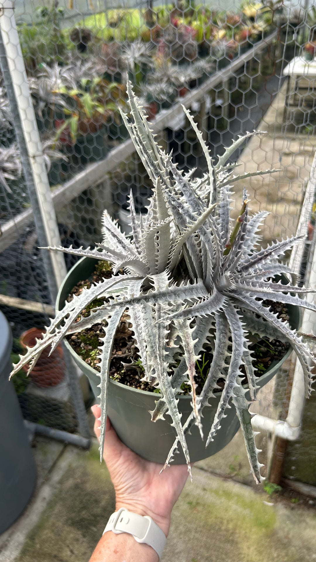 DBディッキア Dyckia Arizona x BS small #118 ⑶ DBディッキア Dyckia