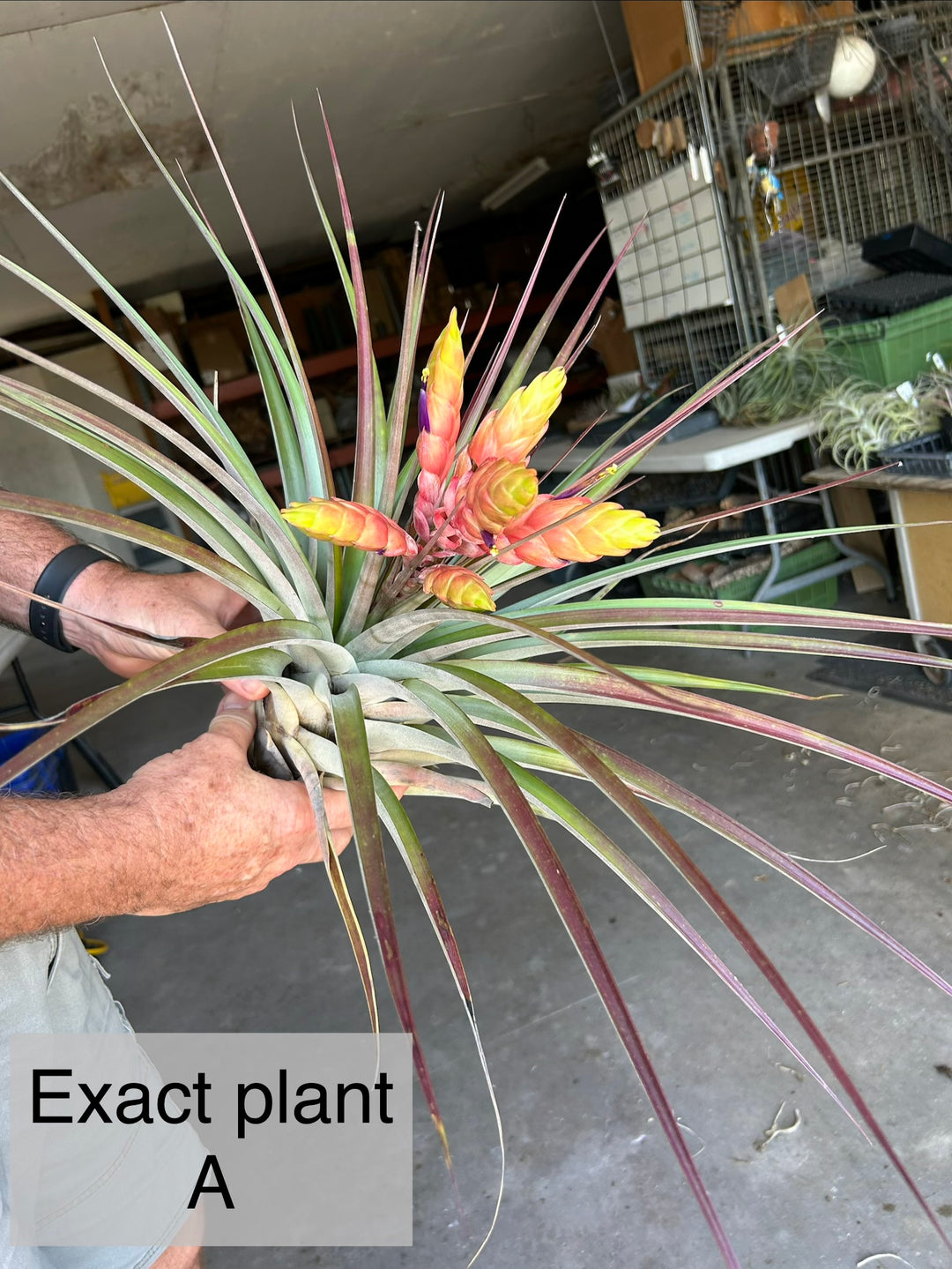 Tillandsia fasciculata 'Tropiflora'