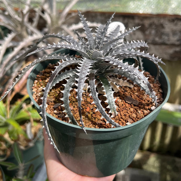 Dyckia 'Bare Bones'