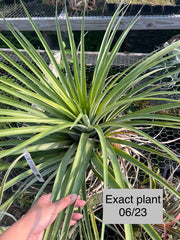 Tillandsia propagulifera