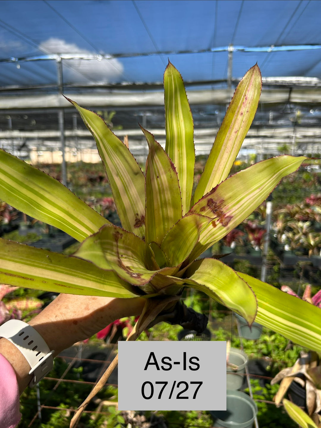 Aechmea 'Pilfered' – Tropiflora