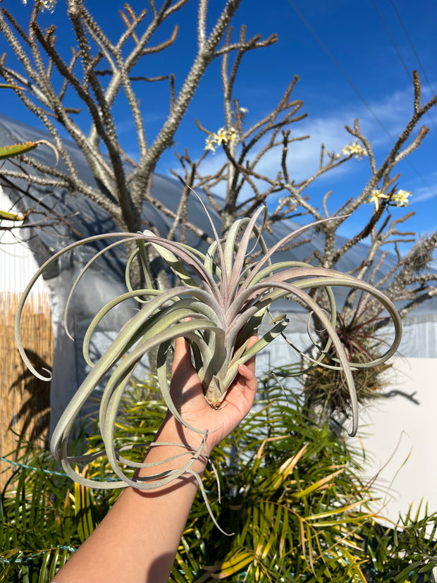 Tillandsia 'Pink Lemonade'