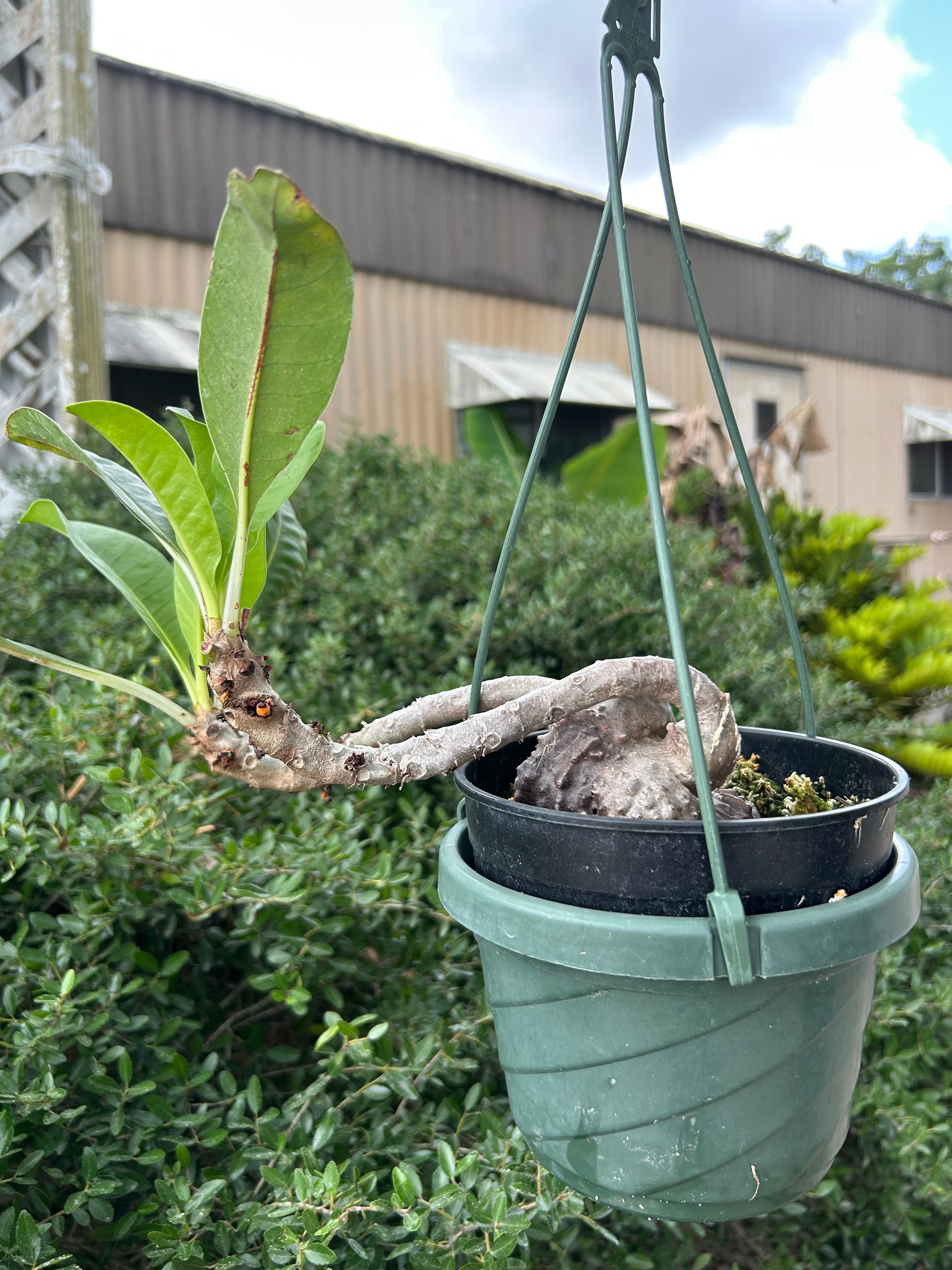 その他観葉植物 Myrmecodia tuberosa Kapuas Hulu Myrmecodia tuberosa – Tropiflora