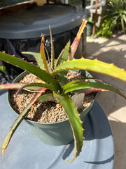 Hechtia species 'Tupatina' AS060