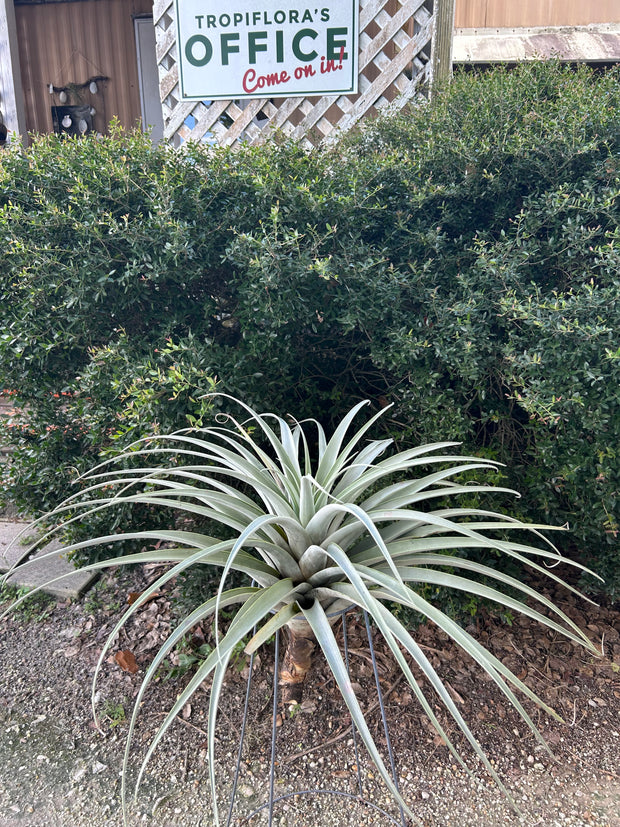 Tillandsia roseoscapa