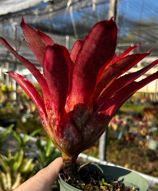 Neoregelia 'Aurora' – Tropiflora