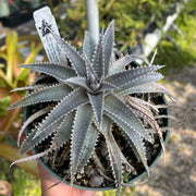 Dyckia 'Snowflake'