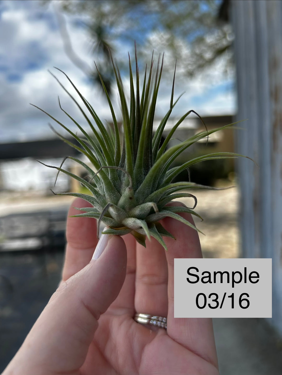 Tillandsia ionantha 'Hand Grenade' – Tropiflora