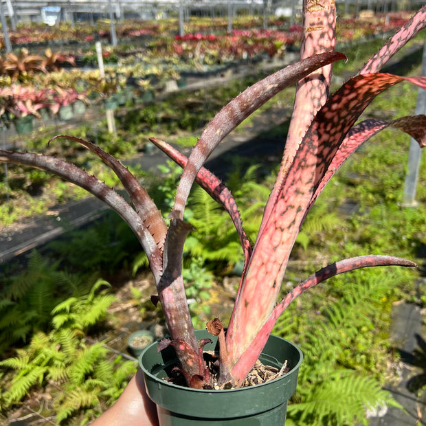 Billbergia 'Magic Flute'