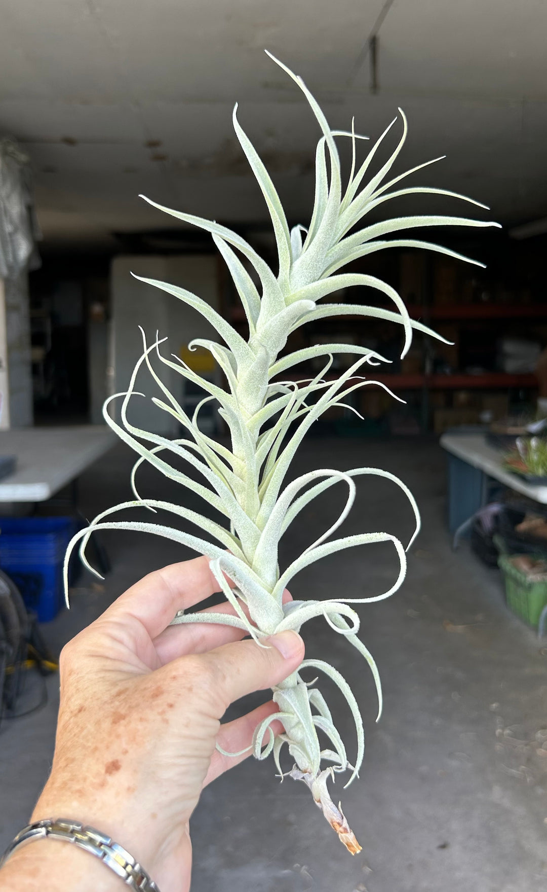TILLANDSIAS (AIR PLANTS) – Page 4 – Tropiflora