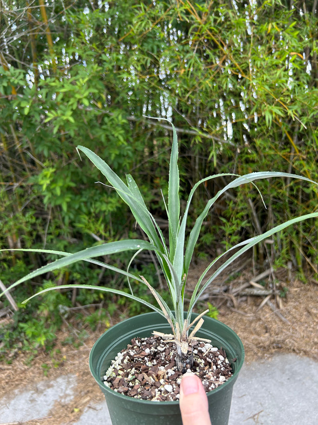 Pitcairnia species Ecuador ex Betty Patterson