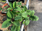 Euphorbia denisiana var. maromokotrensis