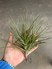 Tillandsia 'Mystic Albert'