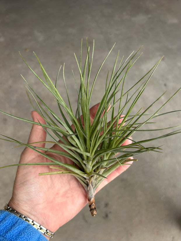 Tillandsia 'Mystic Albert'