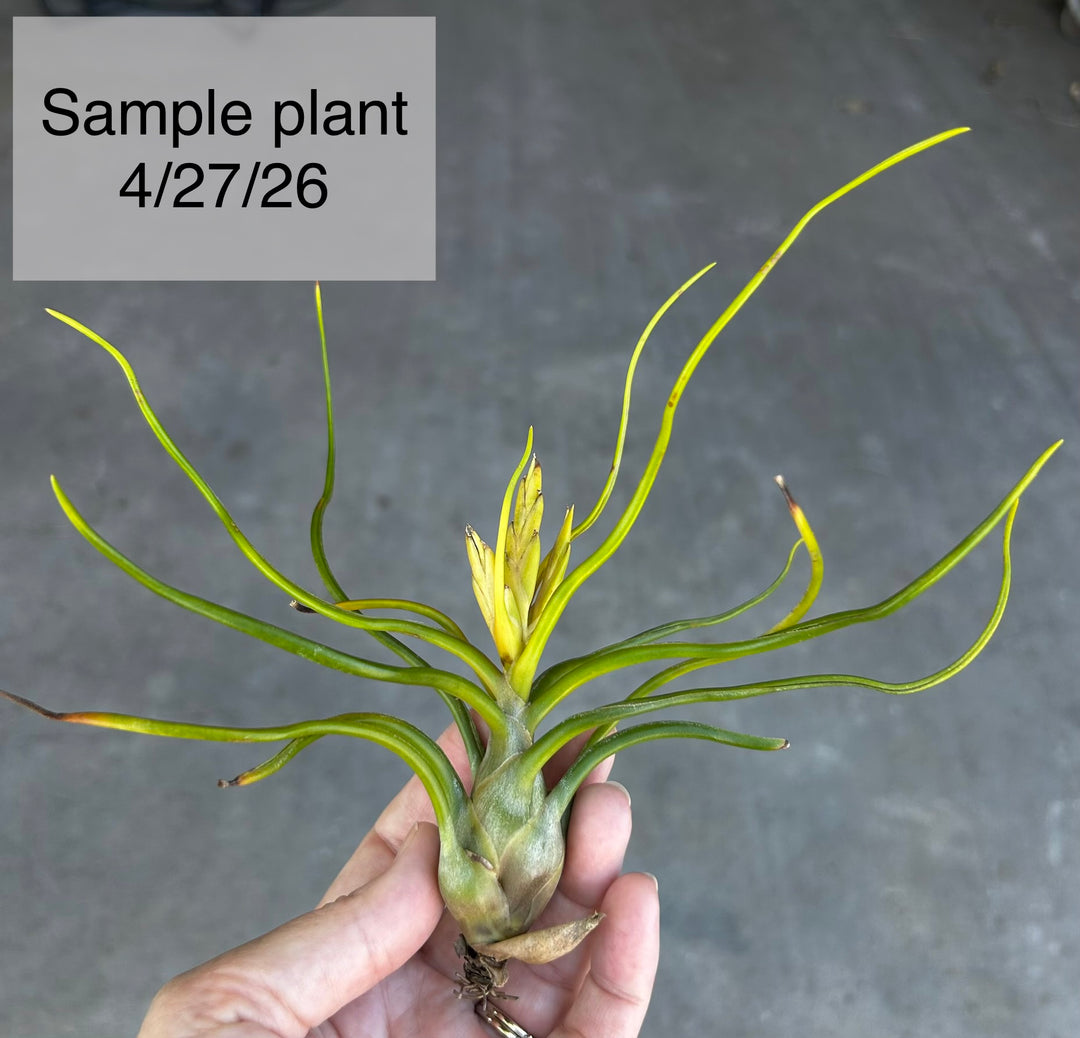 ブロメリア・エアープランツ Tillandsia Bulbosa Alba Tillandsia bulbosa forma alba – Tropiflora