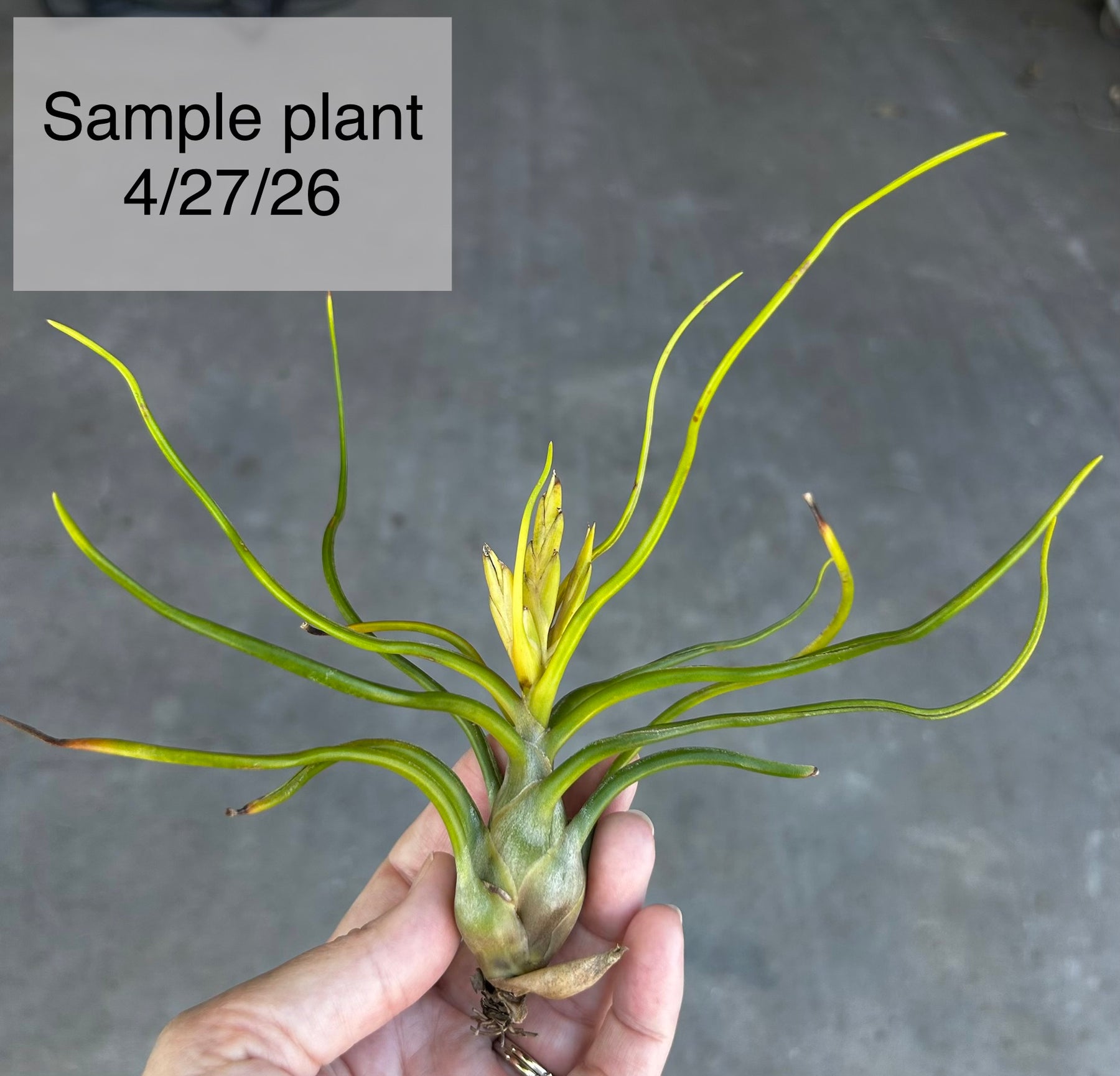ブロメリア・エアープランツ Tillandsia Bulbosa Alba Tillandsia bulbosa forma alba – Tropiflora