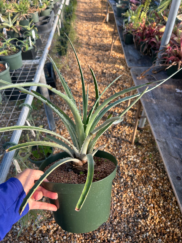 Bromelia aff. laciniosa