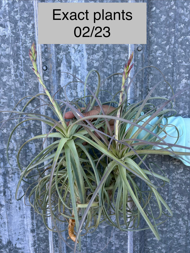 Tillandsia チランジア goomong Tillandsia 'Goomong' – Tropiflora