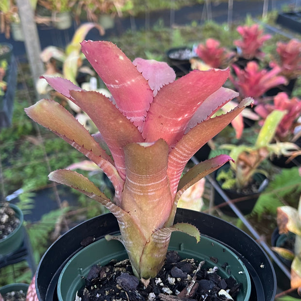 Billbergia horrida x euphemiae