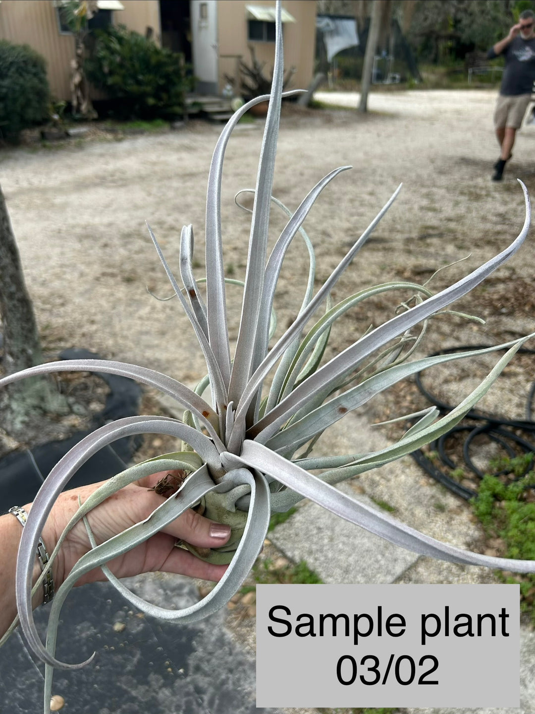 Tillandsia chiapensis 'Gigantesco' – Tropiflora